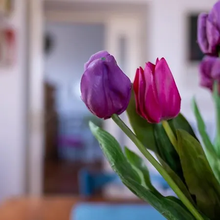 Casa Sofia Lejlighed *